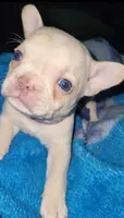 Nilla, a female French Bulldog for sale in Advance, NC – Photo 2 of 7