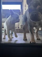 Nilla, a female French Bulldog for sale in Advance, NC – Photo 5 of 7