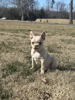 Nilla, a female French Bulldog for sale in Advance, NC – Photo 3 of 7