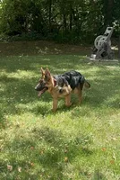 Akc. Male, a male German Shepherd Dog for sale in Advance, NC – 6 of 8