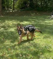 Akc. Male, a male German Shepherd Dog for sale in Advance, NC – 4 of 8