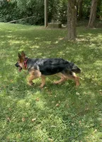 Akc. Male, a male German Shepherd Dog for sale in Advance, NC – 7 of 8