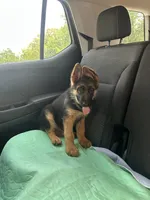 Akc. Male, a male German Shepherd Dog for sale in Advance, NC – 6 of 8