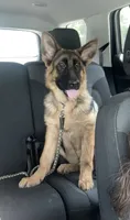 Akc. Male, a male German Shepherd Dog for sale in Advance, NC – 3 of 8