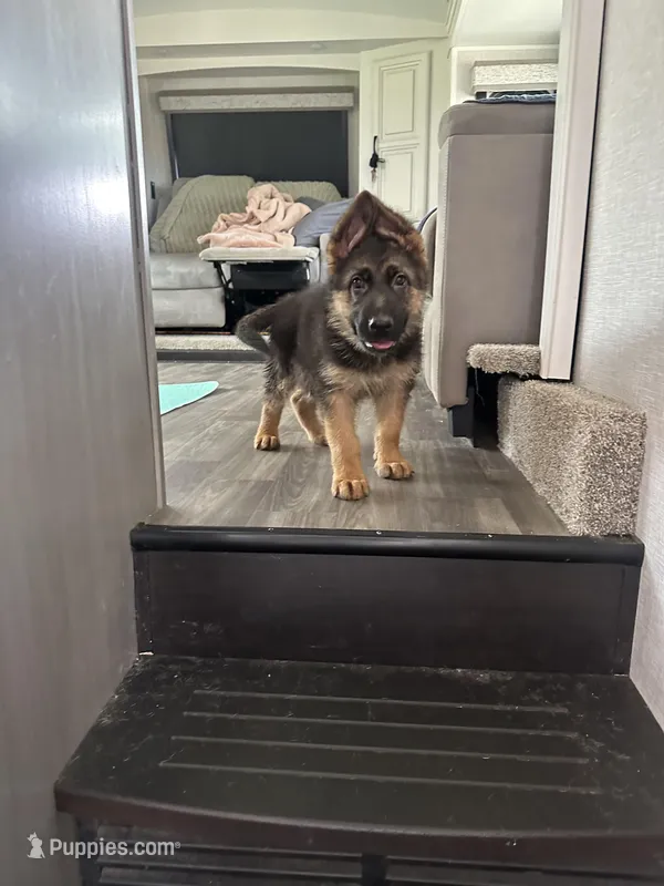 Akc. Rufus  – German Shepherd Dog puppy for sale in Advance, NC