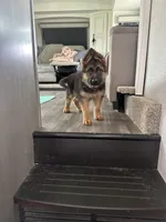 Akc. Male, a male German Shepherd Dog for sale in Advance, NC – Photo 1 of 6