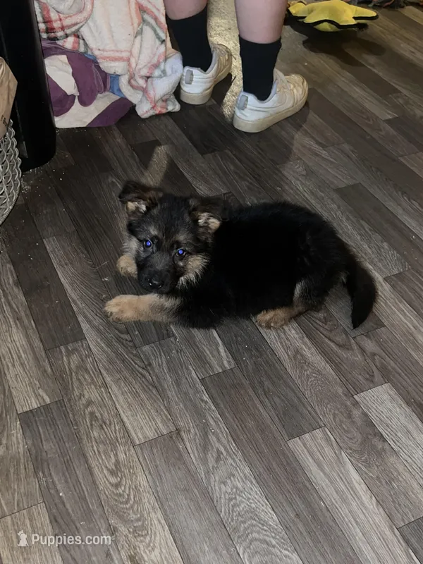 Akc. Rufus  – German Shepherd Dog puppy for sale in Advance, NC