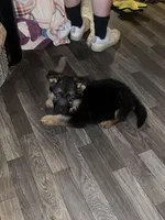 Akc. Rufus , a male German Shepherd Dog for sale in Advance, NC – Photo 1 of 4