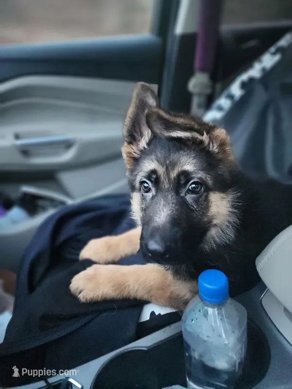 Akc. Male, a male German Shepherd Dog for sale in Advance, NC – Photo 1 of 8