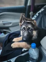 Akc. Male, a male German Shepherd Dog for sale in Advance, NC – Photo 1 of 8