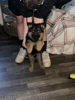 Akc. Rufus , a male German Shepherd Dog for sale in Advance, NC – Photo 3 of 4