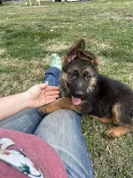 Akc. Male, a male German Shepherd Dog for sale in Advance, NC – Photo 5 of 6