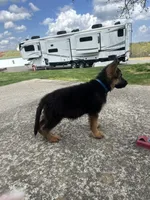 Akc. Male, a male German Shepherd Dog for sale in Advance, NC – Photo 6 of 6