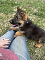 Akc. Male, a male German Shepherd Dog for sale in Advance, NC – Photo 2 of 6