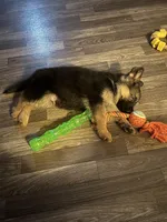 Akc. Rufus , a male German Shepherd Dog for sale in Advance, NC – Photo 4 of 4