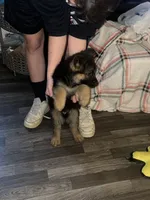 Akc. Rufus , a male German Shepherd Dog for sale in Advance, NC – Photo 2 of 4