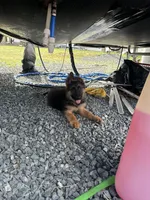 Akc. Male, a male German Shepherd Dog for sale in Advance, NC – Photo 2 of 8