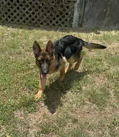 Akc. Male, a male German Shepherd Dog for sale in Advance, NC – 8 of 8