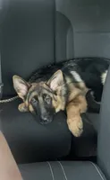 Akc. Male, a male German Shepherd Dog for sale in Advance, NC – 5 of 8