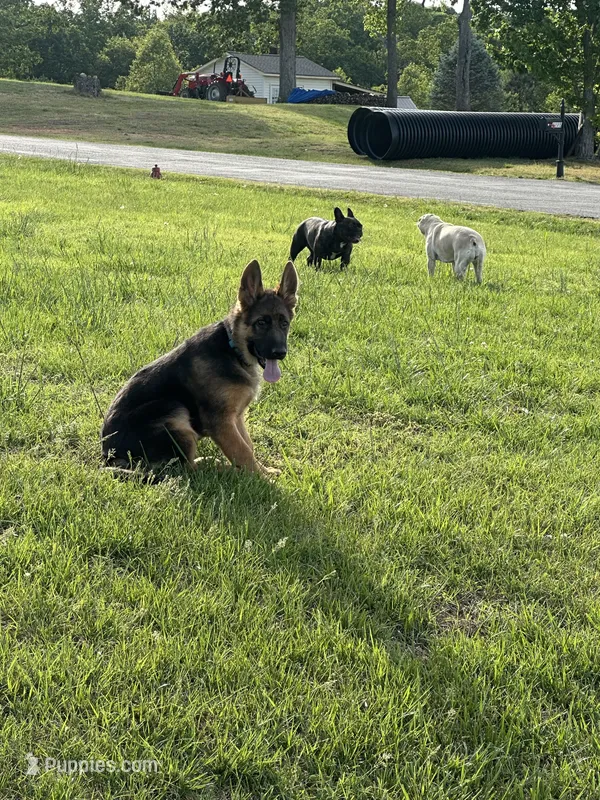 Akc. Male – German Shepherd Dog puppy for sale in Advance, NC