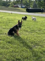 Akc. Male, a male German Shepherd Dog for sale in Advance, NC – 1 of 8