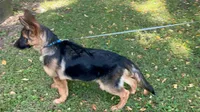 Akc. Male, a male German Shepherd Dog for sale in Advance, NC – 2 of 8
