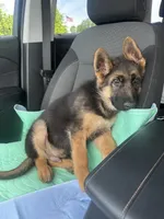 Akc. Male, a male German Shepherd Dog for sale in Advance, NC – 8 of 8