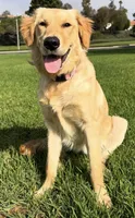 Charlie , a female Golden Retriever for sale in Laguna Niguel, CA – Photo 1 of 4
