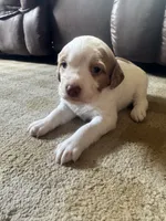 Melissa Moore , a female Brittany for sale in Shinnston, WV – 2 of 3
