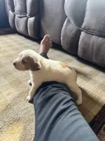 Melissa Moore , a female Brittany for sale in Shinnston, WV – 3 of 3