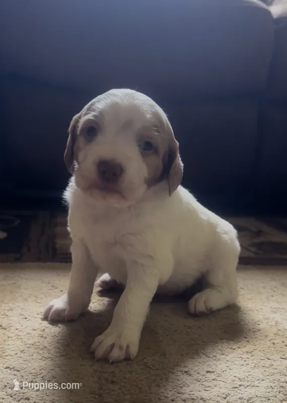 Melissa Moore  – Brittany puppy for sale in Shinnston, WV