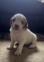 Melissa Moore , a female Brittany for sale in Shinnston, WV – 1 of 3