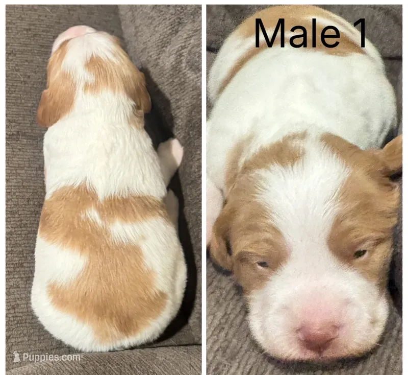 Male1  – Brittany puppy for sale in Shinnston, WV
