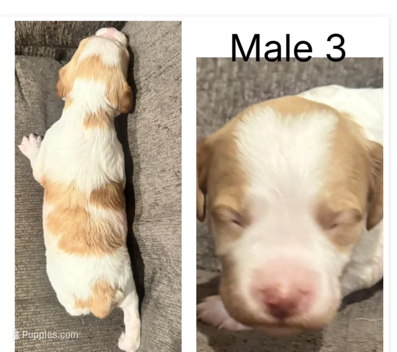 Male 3  – Brittany puppy for sale in Shinnston, WV