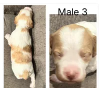Male 3 , a male Brittany for sale in Shinnston, WV – 1 of 1