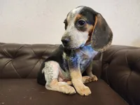 Vivena, a female Beagle for sale in Springfield, MO – Photo 2 of 10