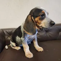 Vivena, a female Beagle for sale in Springfield, MO – Photo 9 of 10