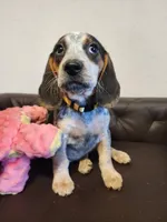 Vivena, a female Beagle for sale in Springfield, MO – Photo 5 of 10