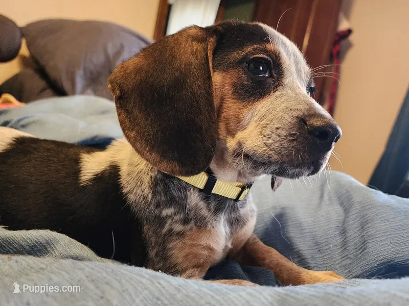 Vivena, a female Beagle for sale in Springfield, MO – Photo 1 of 10