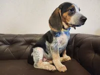 Vivena, a female Beagle for sale in Springfield, MO – Photo 3 of 10