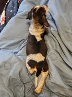 Vivena, a female Beagle for sale in Springfield, MO – Photo 4 of 10