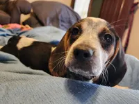 Vivena, a female Beagle for sale in Springfield, MO – Photo 8 of 10