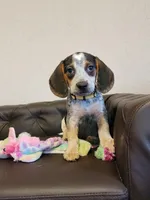Vivena, a female Beagle for sale in Springfield, MO – Photo 10 of 10