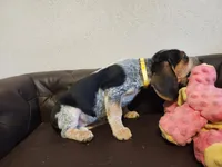 Vivena, a female Beagle for sale in Springfield, MO – Photo 6 of 10