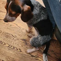 Scout, a female Beagle for sale in Springfield, MO – Photo 8 of 8