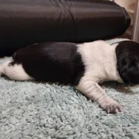 Scout, a female Beagle for sale in Springfield, MO – Photo 4 of 8