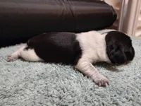 Scout, a female Beagle for sale in Springfield, MO – Photo 4 of 8