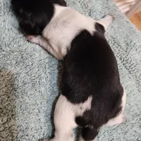 Scout, a female Beagle for sale in Springfield, MO – Photo 6 of 8