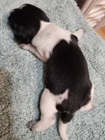 Scout, a female Beagle for sale in Springfield, MO – Photo 6 of 8