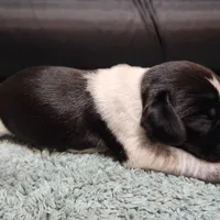 Scout, a female Beagle for sale in Springfield, MO – Photo 2 of 8